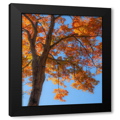 USA-New England-Vermont Autumn looking up into Sugar Maple Trees Black Modern Wood Framed Art Print with Double Matting by Gulin, Sylvia