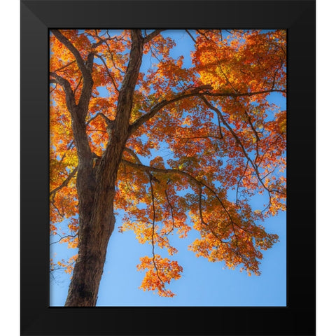 USA-New England-Vermont Autumn looking up into Sugar Maple Trees Black Modern Wood Framed Art Print by Gulin, Sylvia