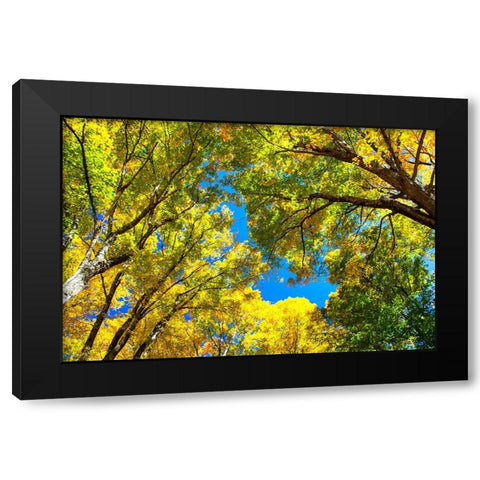 USA-New England-Vermont Autumn looking up into Sugar Maple Trees Black Modern Wood Framed Art Print with Double Matting by Gulin, Sylvia