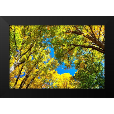 USA-New England-Vermont Autumn looking up into Sugar Maple Trees Black Modern Wood Framed Art Print by Gulin, Sylvia
