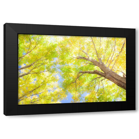 USA-New England-Vermont Autumn looking up into Sugar Maple Trees Black Modern Wood Framed Art Print with Double Matting by Gulin, Sylvia