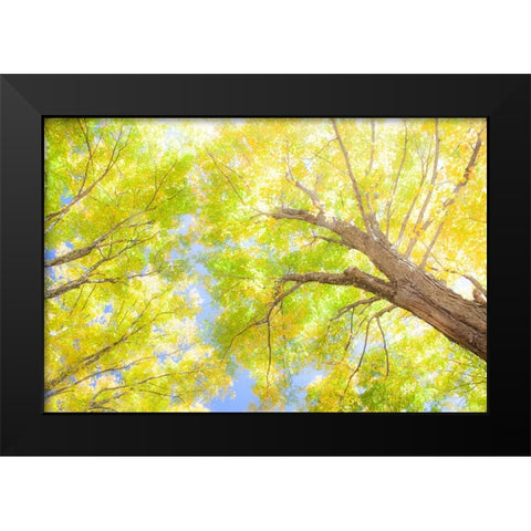 USA-New England-Vermont Autumn looking up into Sugar Maple Trees Black Modern Wood Framed Art Print by Gulin, Sylvia