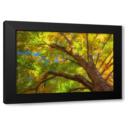 USA-New England-Vermont Autumn looking up into Sugar Maple Trees Black Modern Wood Framed Art Print by Gulin, Sylvia