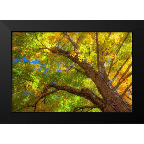 USA-New England-Vermont Autumn looking up into Sugar Maple Trees Black Modern Wood Framed Art Print by Gulin, Sylvia