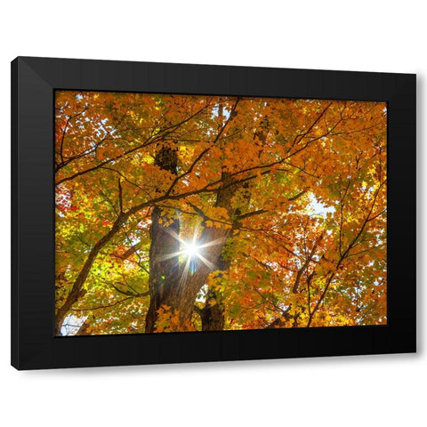 USA-New England-Vermont Autumn looking up into Sugar Maple Trees with star burst Black Modern Wood Framed Art Print with Double Matting by Gulin, Sylvia