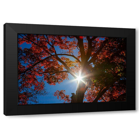 USA-New England-Vermont Autumn looking up into Sugar Maple Trees with star burst Black Modern Wood Framed Art Print with Double Matting by Gulin, Sylvia