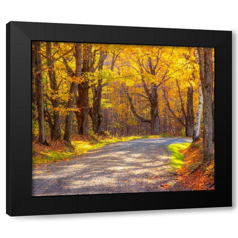 USA-New England-Vermont tree-lined gravel road with Sugar Maple in Autumn Black Modern Wood Framed Art Print with Double Matting by Gulin, Sylvia