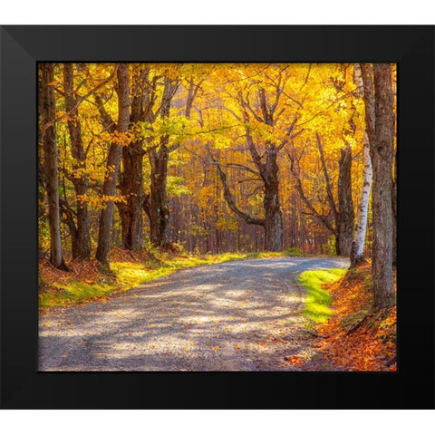 USA-New England-Vermont tree-lined gravel road with Sugar Maple in Autumn Black Modern Wood Framed Art Print by Gulin, Sylvia