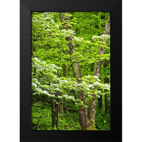 Skyline Drive Shenandoah NP, USA Black Modern Wood Framed Art Print by OBrien, Jay