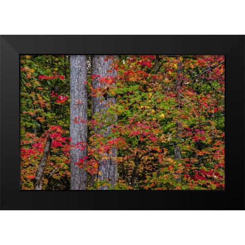 Virginia, Great Falls Park Autumn color on trees Black Modern Wood Framed Art Print by OBrien, Jay