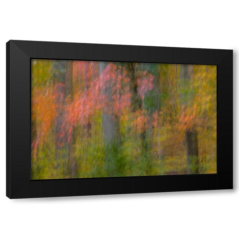VA, Great Falls Park Abstract of autumn trees Black Modern Wood Framed Art Print by OBrien, Jay