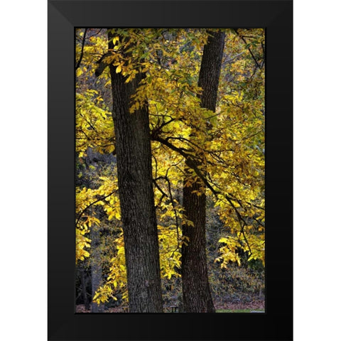 Virginia, McLean Scenic in Great Falls SP Black Modern Wood Framed Art Print by OBrien, Jay