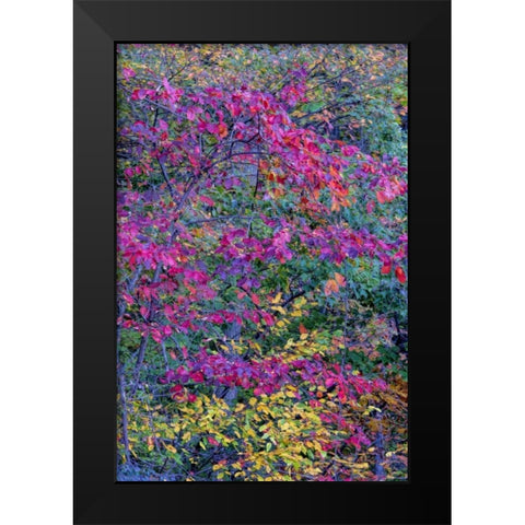 Virginia, McLean Scenic in Great Falls SP Black Modern Wood Framed Art Print by OBrien, Jay