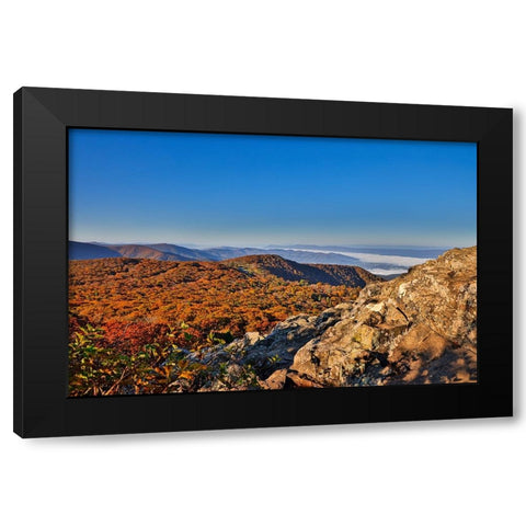 USA-Virginia-Shenandoah National Park-fall color in the park Black Modern Wood Framed Art Print by Looney, Hollice