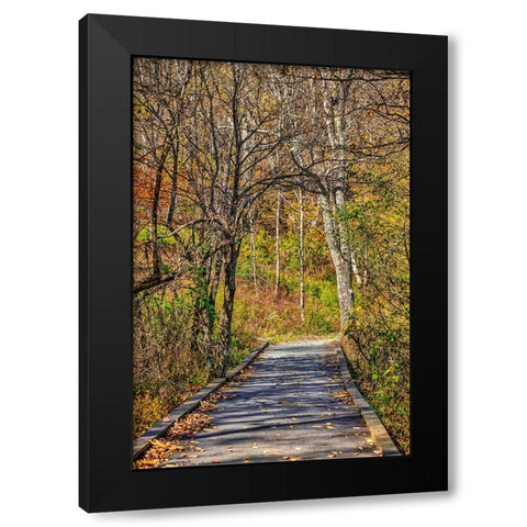 USA-Virginia-Shenandoah National Park-fall color in the park Black Modern Wood Framed Art Print with Double Matting by Looney, Hollice