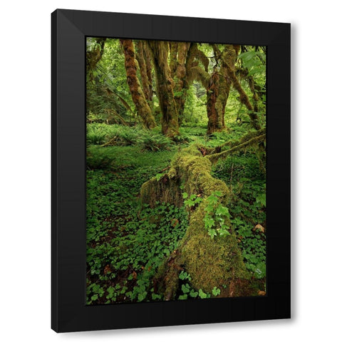 Big Leaf Maple tree draped with Club Moss-Hoh Rainforest-Olympic National Park-Washington State Black Modern Wood Framed Art Print by Jones, Adam