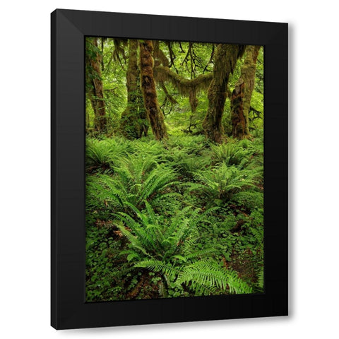 Big Leaf Maple tree draped with Club Moss-Hoh Rainforest-Olympic National Park-Washington State Black Modern Wood Framed Art Print with Double Matting by Jones, Adam