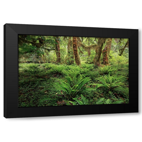 Ferns and Big Leaf Maple tree draped with Club Moss-Hoh Rainforest-Olympic National Park Black Modern Wood Framed Art Print with Double Matting by Jones, Adam
