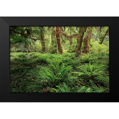 Ferns and Big Leaf Maple tree draped with Club Moss-Hoh Rainforest-Olympic National Park Black Modern Wood Framed Art Print by Jones, Adam