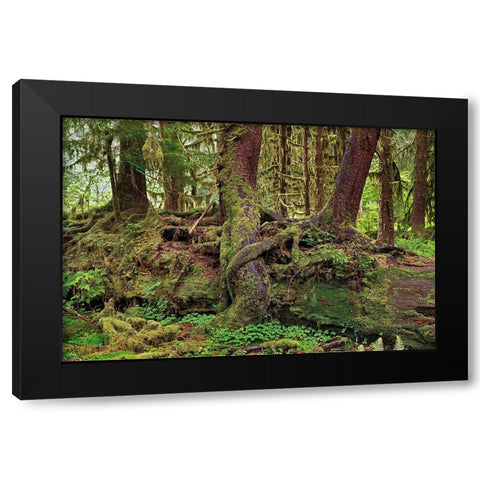 Nurse log and Big Leaf Maple tree draped with Club Moss-Hoh Rainforest-Olympic National Park Black Modern Wood Framed Art Print with Double Matting by Jones, Adam