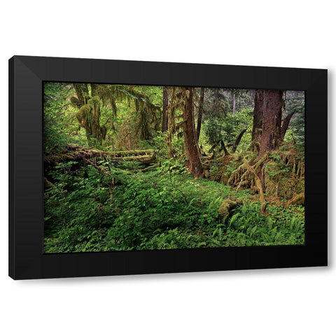 Nurse log and Big Leaf Maple tree draped with Club Moss-Hoh Rainforest-Olympic National Park Black Modern Wood Framed Art Print with Double Matting by Jones, Adam