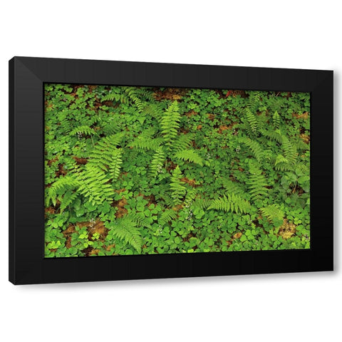 Ferns and sorrel on forest floor-Hoh Rainforest-Olympic National Park-Washington State Black Modern Wood Framed Art Print with Double Matting by Jones, Adam
