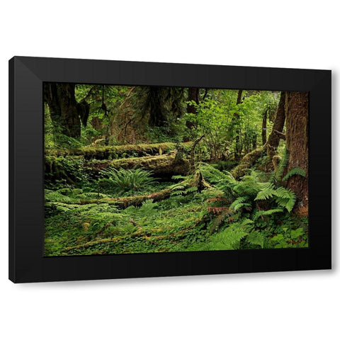 Big Leaf Maple tree draped with Club Moss-Hoh Rainforest-Olympic National Park-Washington State Black Modern Wood Framed Art Print by Jones, Adam