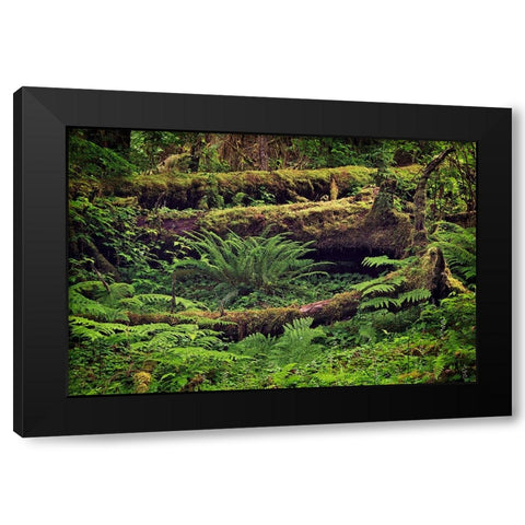 Big Leaf Maple tree draped with Club Moss-Hoh Rainforest-Olympic National Park-Washington State Black Modern Wood Framed Art Print with Double Matting by Jones, Adam