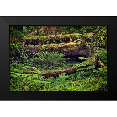 Big Leaf Maple tree draped with Club Moss-Hoh Rainforest-Olympic National Park-Washington State Black Modern Wood Framed Art Print by Jones, Adam