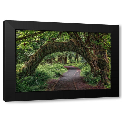 Footpath through forest draped with Club Moss-Hoh Rainforest-Olympic National Park-Washington State Black Modern Wood Framed Art Print with Double Matting by Jones, Adam