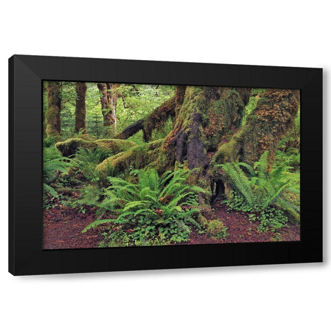 Big Leaf Maple tree draped with Club Moss-Hoh Rainforest-Olympic National Park-Washington State Black Modern Wood Framed Art Print with Double Matting by Jones, Adam