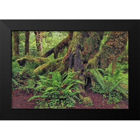 Big Leaf Maple tree draped with Club Moss-Hoh Rainforest-Olympic National Park-Washington State Black Modern Wood Framed Art Print by Jones, Adam