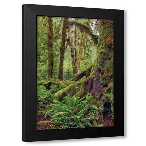 Ferns and Big Leaf Maple tree draped with Club Moss-Hoh Rainforest-Olympic National Park Black Modern Wood Framed Art Print with Double Matting by Jones, Adam