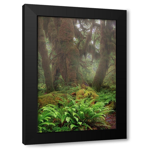 Big Leaf Maple tree draped with Club Moss-Hoh Rainforest-Olympic National Park-Washington State Black Modern Wood Framed Art Print with Double Matting by Jones, Adam