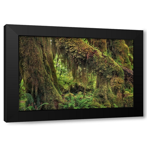 Big Leaf Maple tree draped with Club Moss-Hoh Rainforest-Olympic National Park-Washington State Black Modern Wood Framed Art Print with Double Matting by Jones, Adam