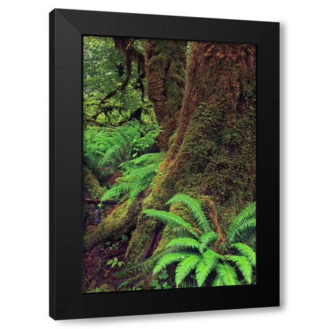Big Leaf Maple tree draped with Club Moss-Hoh Rainforest-Olympic National Park-Washington State Black Modern Wood Framed Art Print with Double Matting by Jones, Adam