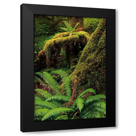 Ferns and Big Leaf Maple tree draped with Club Moss-Hoh Rainforest-Olympic National Park Black Modern Wood Framed Art Print with Double Matting by Jones, Adam