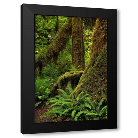 Ferns and Big Leaf Maple tree draped with Club Moss-Hoh Rainforest-Olympic National Park Black Modern Wood Framed Art Print by Jones, Adam
