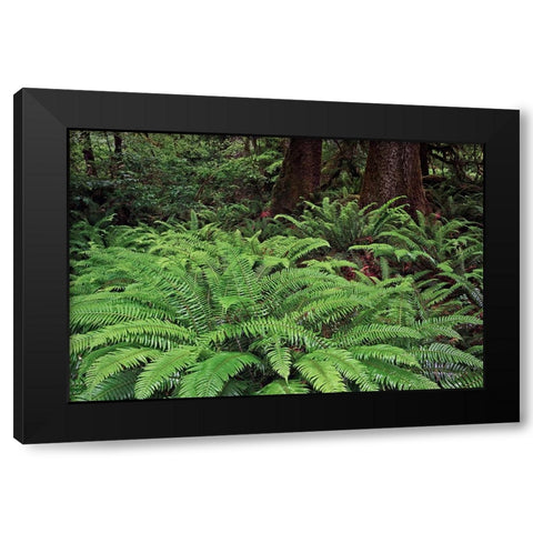 Ferns-Hoh Rainforest-Olympic National Park-Washington State Black Modern Wood Framed Art Print by Jones, Adam