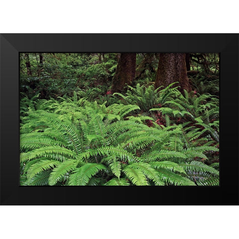 Ferns-Hoh Rainforest-Olympic National Park-Washington State Black Modern Wood Framed Art Print by Jones, Adam