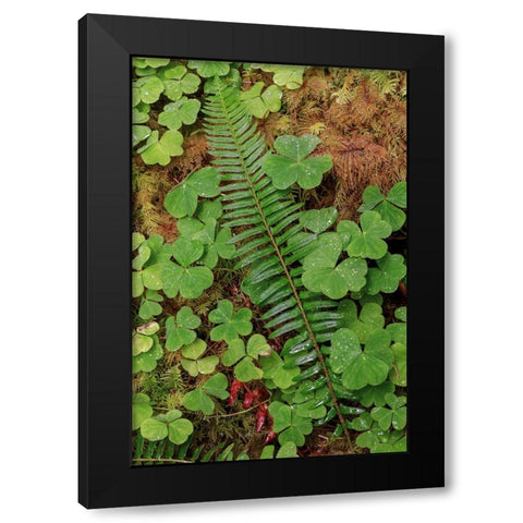 Ferns and sorrel on forest floor-Hoh Rainforest-Olympic National Park-Washington State Black Modern Wood Framed Art Print with Double Matting by Jones, Adam