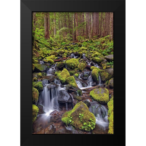Small stream cascading through moss covered rocks-Hoh Rainforest-Olympic National Park Black Modern Wood Framed Art Print by Jones, Adam