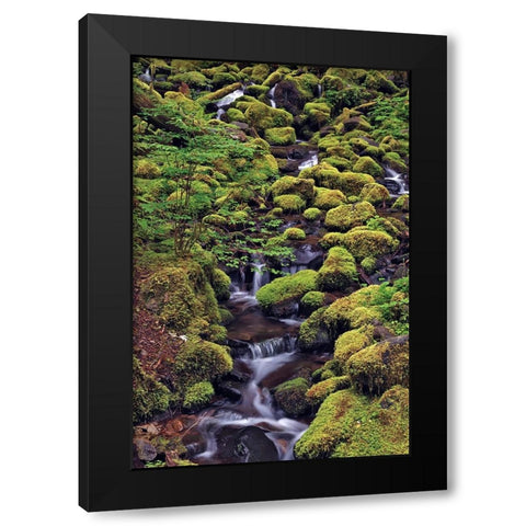 Small stream cascading through moss covered rocks-Hoh Rainforest-Olympic National Park Black Modern Wood Framed Art Print with Double Matting by Jones, Adam