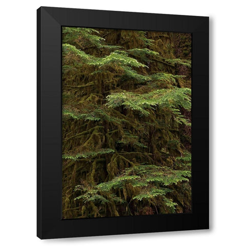 Western hemlock tree-Hoh Rainforest-Olympic National Park-Washington State Black Modern Wood Framed Art Print by Jones, Adam