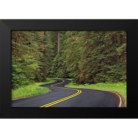 Curving road though lush forest-Olympic National Park-Washington State Black Modern Wood Framed Art Print by Jones, Adam