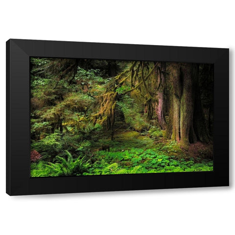 Big Leaf Maple tree draped with Club Moss-Hoh Rainforest-Olympic National Park-Washington State Black Modern Wood Framed Art Print by Jones, Adam