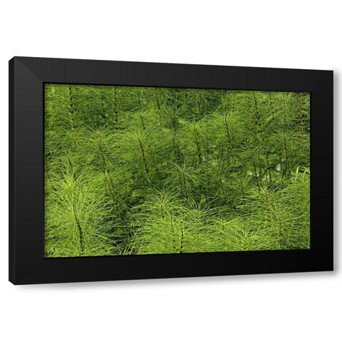 Horsetail ferns-Hoh Rainforest-Olympic National Park-Washington State Black Modern Wood Framed Art Print with Double Matting by Jones, Adam