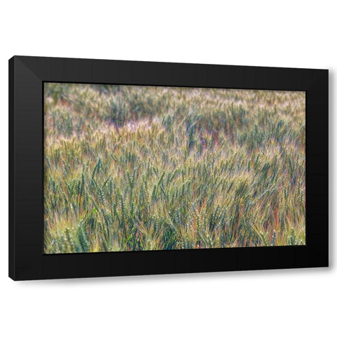 Wheat crop close-up-Palouse region of eastern Washington State Black Modern Wood Framed Art Print with Double Matting by Jones, Adam