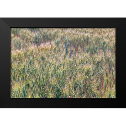 Wheat crop close-up-Palouse region of eastern Washington State Black Modern Wood Framed Art Print by Jones, Adam
