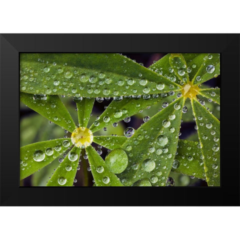 Lupine leaves and raindrops-Olympic National Park-Washington State Black Modern Wood Framed Art Print by Jones, Adam